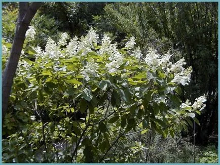 Hydrangea видове и сортове, предназначени за българските градини
