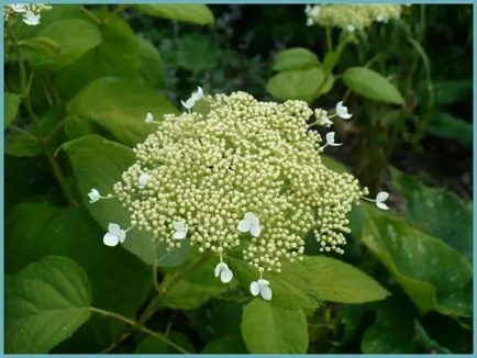 Hydrangea видове и сортове, предназначени за българските градини