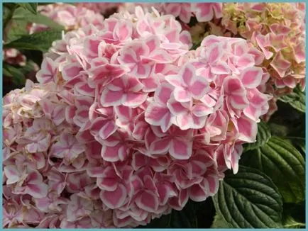 Hydrangea видове и сортове, предназначени за българските градини