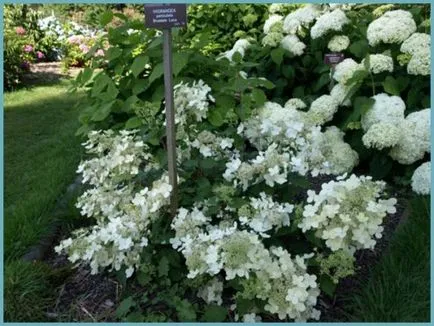 Hydrangea видове и сортове, предназначени за българските градини