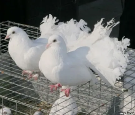 Dove a béke szimbóluma és a szeretet!