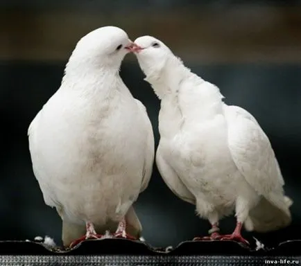 Dove символ на мир и любов!