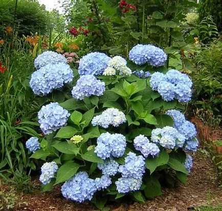 Hydrangea видове и сортове, предназначени за българските градини