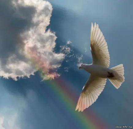 Dove символ на мир и любов!