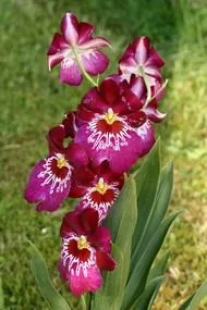 Miltonia (Miltonia)