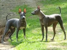 câine fără păr mexican (Xoloitzcuintle)