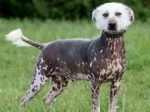 câine fără păr mexican (Xoloitzcuintle)