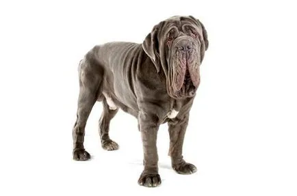 Mastino neapoletano (Mastiff)