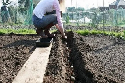 ültetés módszerek (termesztés) burgonya - felső 9 módszerek