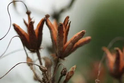 plante meristem in vitro, cum să crească, o grădină de plante