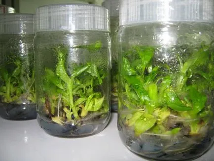 Meristem növények in vitro, hogyan nő, növény kert