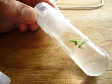 Meristem növények in vitro, hogyan nő, növény kert