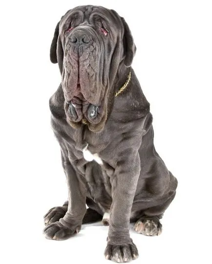 Mastino neapoletano (Mastiff)