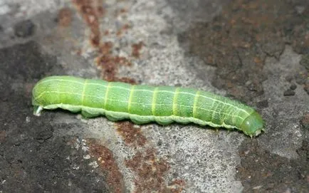 Caterpillar lopata fotografie dăunătorilor, cum să lupte în grădina de pomi fructiferi pe