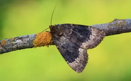 Caterpillar lopata fotografie dăunătorilor, cum să lupte în grădina de pomi fructiferi pe