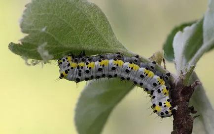 Caterpillar лопата снимка вредители, как да се бори в градината на овощни дървета на