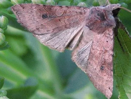 Caterpillar lopata fotografie dăunătorilor, cum să lupte în grădina de pomi fructiferi pe