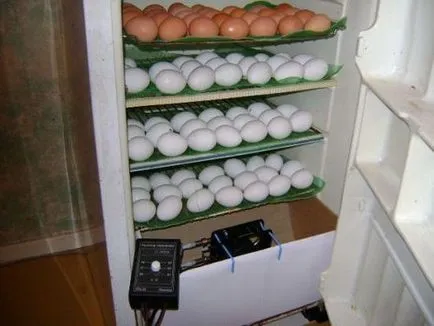 Инкубатор за гъши яйца с техните ръце чертежи, диаграми, снимки и видео