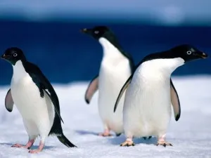 Érdekességek a pingvinek - egyszerű válaszokat bonyolult kérdésekre