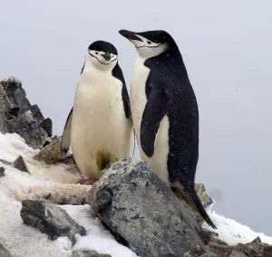 Érdekességek a pingvinek - egyszerű válaszokat bonyolult kérdésekre