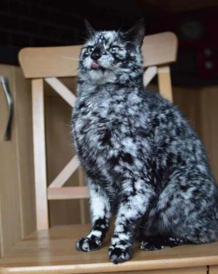История изключително красив мраморен котка