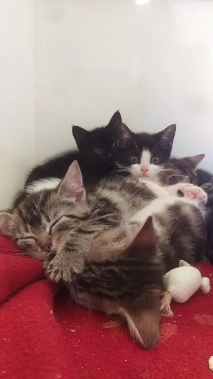 Az üdvtörténet macskák és kiscicák, amelyek megtalálhatók egy bőrönd