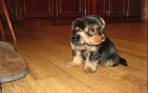 Yorkshire terrier mini és normál fotó különbség