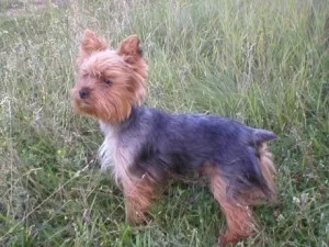 Yorkshire terrier mini és normál fotó különbség