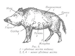 Boar - în cazul în care pentru a trage