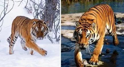 Care este diferența dintre Bengal și tigrul siberian - terraoko - lumea prin ochii tăi