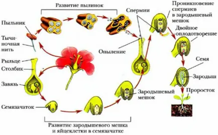 Din embrionul fecundat ovulului plantă format