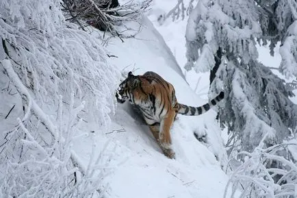 Care este diferența dintre Bengal și tigrul siberian - terraoko - lumea prin ochii tăi