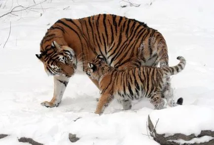 Care este diferența dintre Bengal și tigrul siberian - terraoko - lumea prin ochii tăi