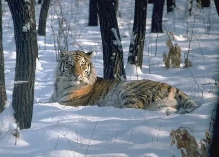 Care este diferența dintre Bengal și tigrul siberian - terraoko - lumea prin ochii tăi