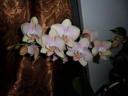 Cum să fie în cazul în care orhidee (Phalaenopsis) lasă un turgescență rău