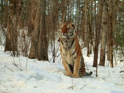 Mi a különbség a bengáli és szibériai tigris - terraoko - a világot a szemed