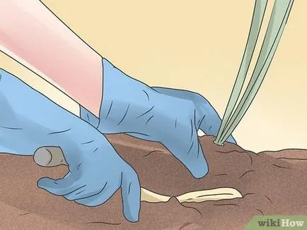 Как да се справим с червеи
