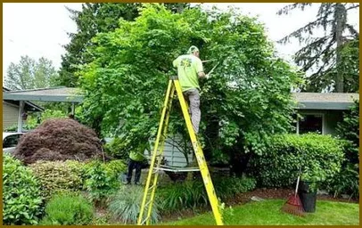 Какви препоръки могат да бъдат използвани за резитба дървета и храсти