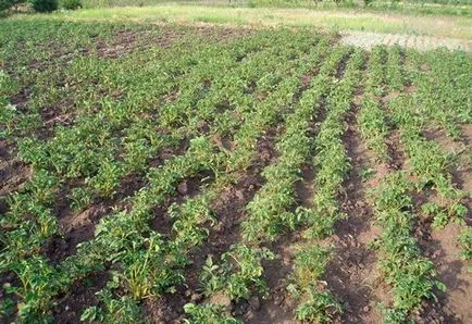 Hogyan kell használni a műtrágya - plantafol használati utasítás