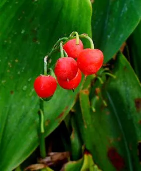 Mi a neve vörös bogyós bokor piros bogyós gyümölcsök (fotó)
