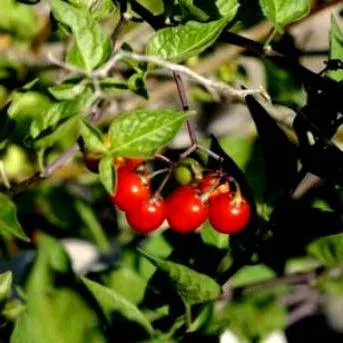 Какво е името на червен Бери храст с червени плодове (снимка)