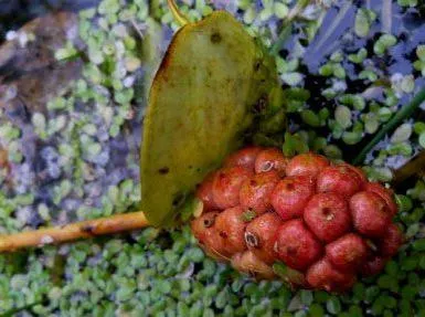 Какво е името на червен Бери храст с червени плодове (снимка)