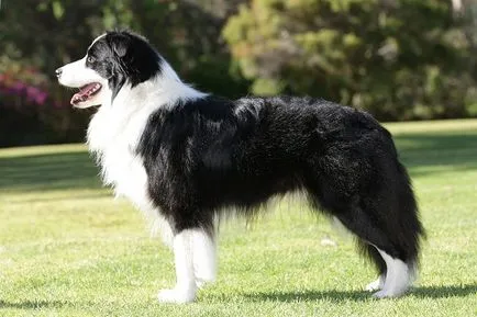 Cum să aibă grijă de un câine rasa Collie