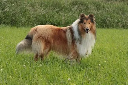 Cum să aibă grijă de un câine rasa Collie