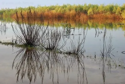 Cum de a găsi un loc promițător pentru pescuit în râu mare - pescuitul în România și în întreaga lume