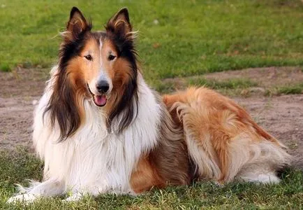 Cum să aibă grijă de un câine rasa Collie