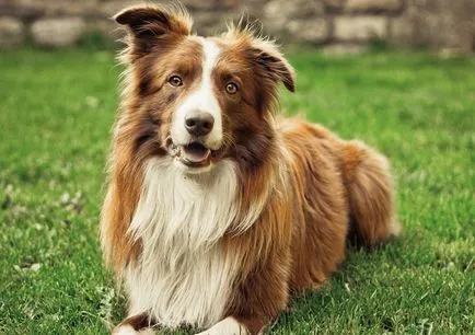 Cum să aibă grijă de un câine rasa Collie