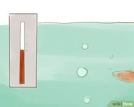 Cum de a asigura un guppy de viață sănătoasă