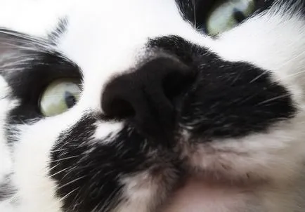 Care este nasul ar trebui să fie într-o pisică sănătoasă