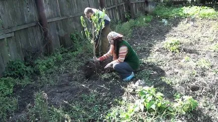 Cum de a planta o piersică in toamna